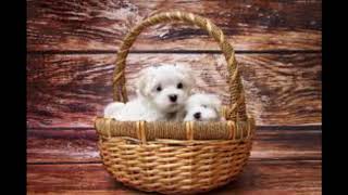 Now Cute Puppies Pictures for you