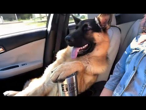 Why German Shepherds Are the FUNNIEST DOGS Ever!