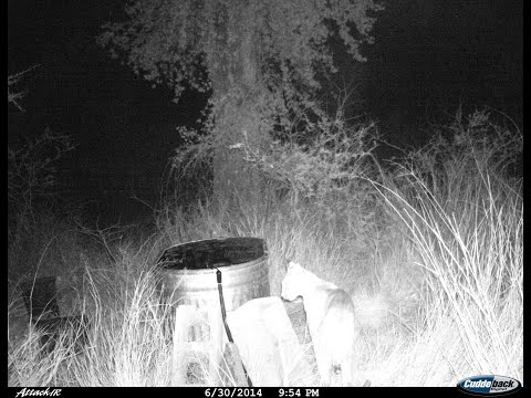 Chiricahua Mountain water tank in south east Arizona along the creek. Owls Lions Bears  birds deer