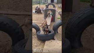 Goat Parkour 🤣 #homestead #raisinggoats #makingsoap #smallbusiness