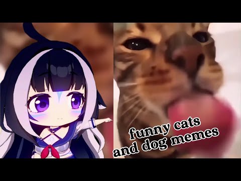 ShyLily reacts | Funny cats and dogs compilation