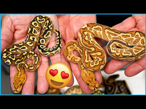 Prettiest Snakes We Have Hatched! Stranger Cypress Combos