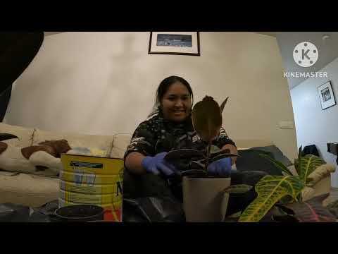 REPOTTING MY PLANTS P2