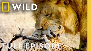 African Predators Fight to the Death (Full Episode) | Cat Wars: Lion vs. Cheetah | Nat Geo Animals