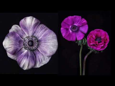 Meet Debi Shapiro, a Floral Portrait Photographer