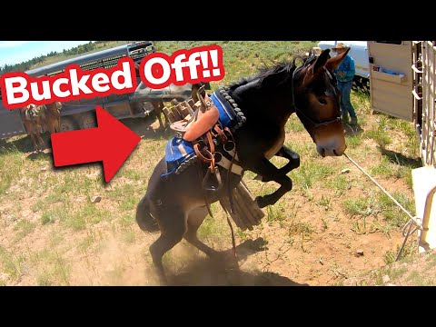 Mules Pack Fencing Supplies (GONE WRONG?)