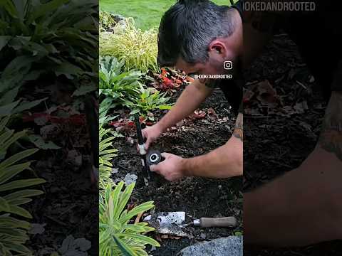 He Reaches His Breaking Point😆  #gardening #landscape #diy #irrigation #plants #shorts #flowers