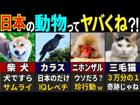 【世界驚愕 !】78億人がドハマリした！日本だけに住む固有の動物８選【ゆっくり解説】