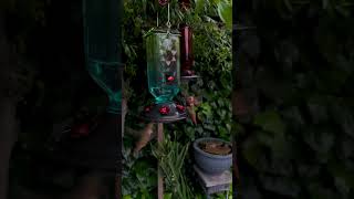 Hummingbirds Lover  #viral #birds #hummingbirdlover #hummingbirdfeeders #nature #wildlife