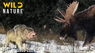 HARSH ALASKA | The Survival Struggle of Wildlife | Animal documentary