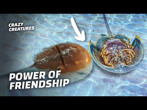 This Horseshoe Crab Saves His Stuck Friend