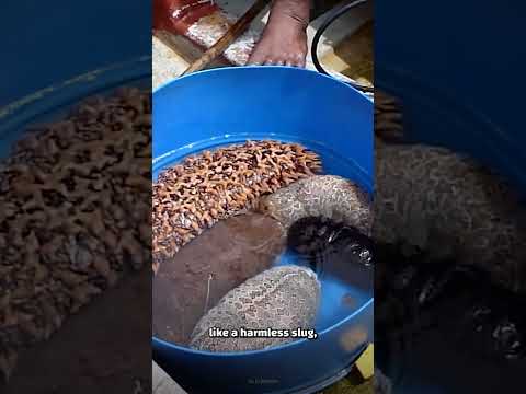 You Will Not Believe How Sea Cucumbers Defend Themselves