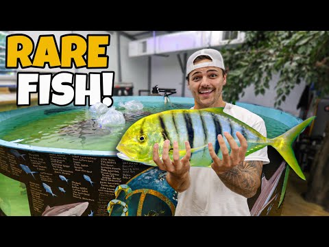 Buying MOST POWERFUL FISH for My SHARK POND!!