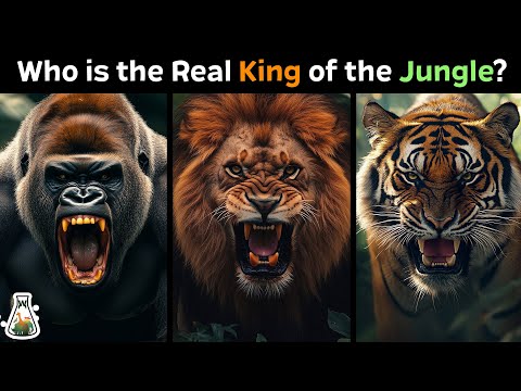 Who Should be the Real King of the Jungle?