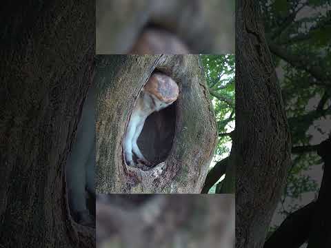 When Lucky the barn owl fledged the nest