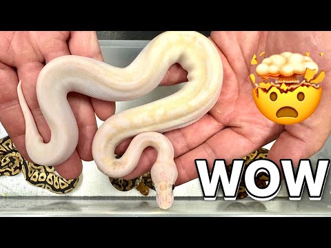 Hatching New Snakes! What Are They ?