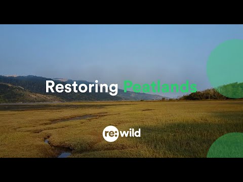 Restoring Peatlands