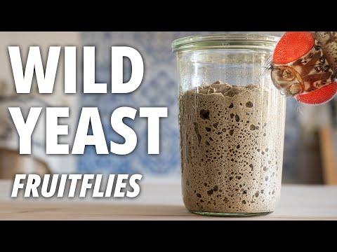 Harvesting Wild Yeast from FRUIT FLIES to make Sourdough Bread