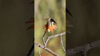 Subscribe for more of my hummingbird close-ups #hummingbirdlover