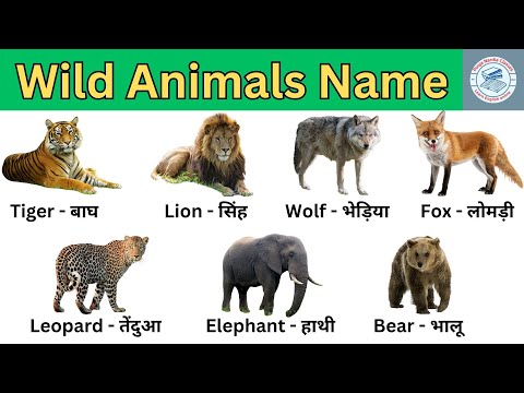 Wild Animals I Wild Animals Name in Hindi and English with Pictures & Video | जंगली जानवरों के नाम I