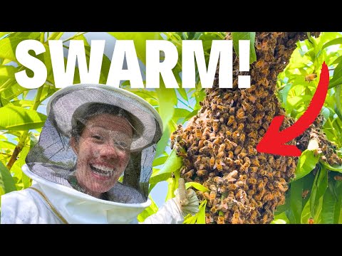 Catching a Bee Swarm... Didn’t Go As Planned.