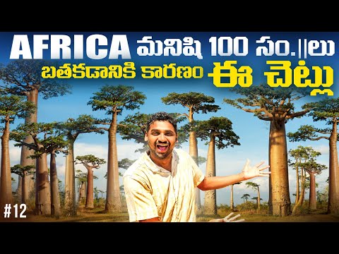 Worlds Most Famous Boabab Tree 🌳 In Morondava Madagascar 🇲🇬 | Uma Telugu Traveller