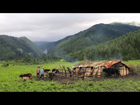 Rural Life in The Nepali Mountains Village Nepal |How To Living Live The Shepherd  in Rainy Season