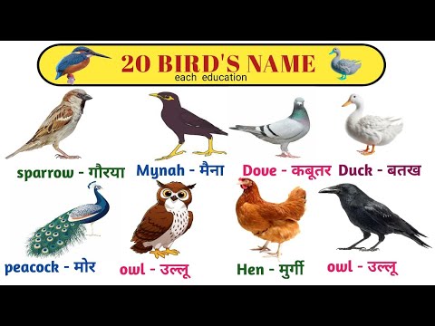 20 पक्षियों के नाम | BIRDS NAMES | Birds Name in English and Hindi |Bird Name for Kids| पक्षी के नाम