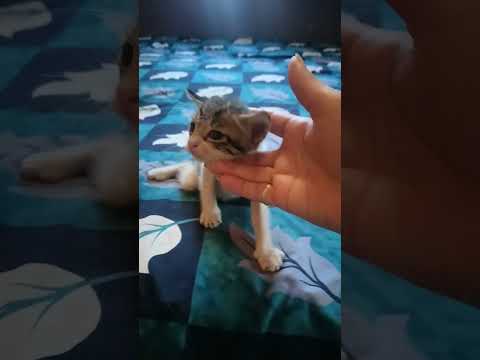 #catvideos #shortsvideo #animallover