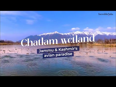 Chatlam wetland - Jammu & Kashmir's avian paradise