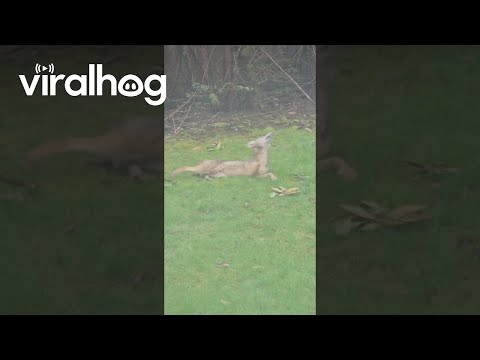 Coyote Plays With Dog Toy In Yard || ViralHog