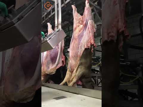 Beef processing#gotech #modernfoodtechnology #foodtechnology