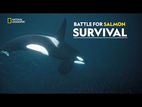 Battle for Salmon Survival | Last of the Giants: Wild Fish | हिंदी | S1 - E3 | Nat Geo