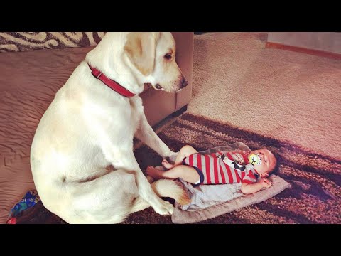 When Your Dog Is The Most Caring Big Brother 🥰❤️ Cute dogs and little friends