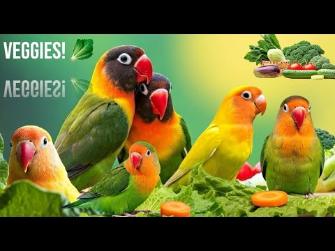 Lovebird's Top 5 Favorite Veggies! 🥬🌽| Smart lovebird Parrot #lovebird #parrot #birdslover