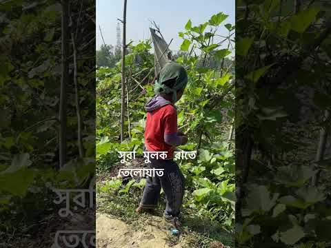 সুরা মুলক যে ব্যেকতি রাতের বেলায় তেলোয়াত করবে