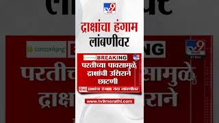 Graps News: परतीच्या पावसामुळे द्राक्षांची उशिराने छाटणी | tv9 Marathi