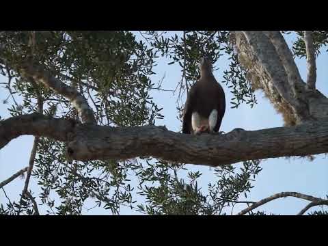 Game Drive in Yala National Park