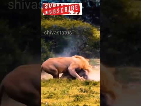 Lion attacking hunter pig #shortfeed #short#shorts