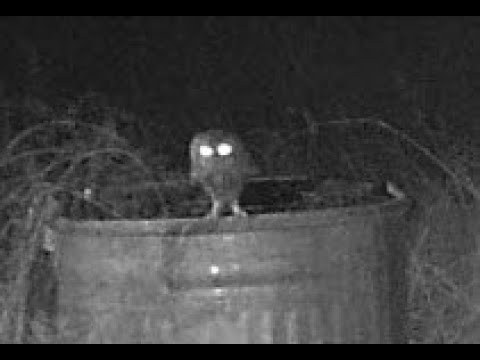 Wildlife camera at water tank in Chiricahua Mountains south east Arizona Cochise Co Live streaming