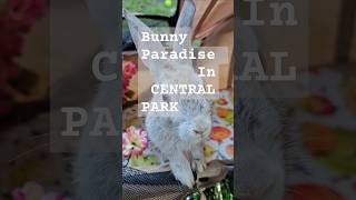 Bunny paradise in Central Park!  Stardust steals the show in a stroller.  #Bunny  #CentralPark #NYC