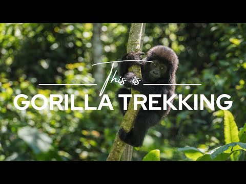 Gorilla Trekking, Uganda & Rwanda | Safari365