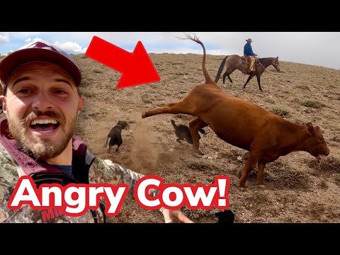 This Cow Did NOT Want to Come Home!