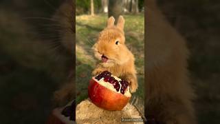 cute rabbit short|cute bunny videos|#shorts #youtubeshorts #rabbit