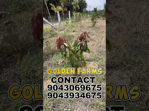 1Cent 1lakhs Only Farm land for sale in Coimbatore. | 📞 9043069675 பலவகை மரங்கள் உடன் பண்ணைநிலம்