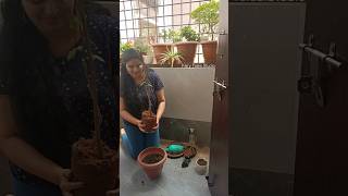 Bougainvillea repotting and plant care 😊💕 #shorts #youtubeshorts #shortsfeed