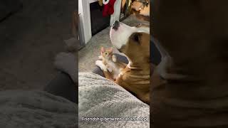 Cat 😺 & Dog 🐕 Friendship 😁 Part 4 #dog #cute #cuddly #cat #shaababies #funnyanimal #pets #funnypuppy