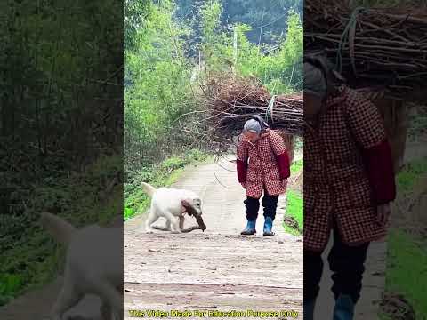 Amazing working dog! Lovely dog, প্রভুভক্ত কুকুর, #shorts #dog