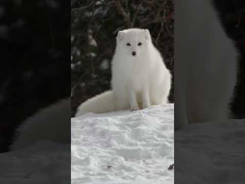 🦊 Arctic Foxes Have the Fluffiest Tails in the Wild! ❄️  #ArcticFox #wildlife