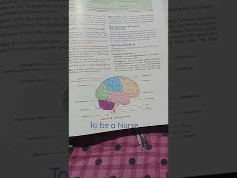 Human brain #nursingstudent #youtubefeed #viralvedio #youtubeshorts #shortsfeed